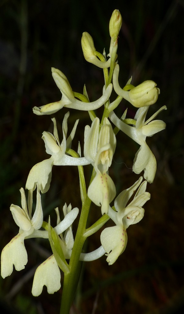 O.pauciflora, O.provincialis, O.quadripunctata, O.xcolemanii, 4 belle Orchis.